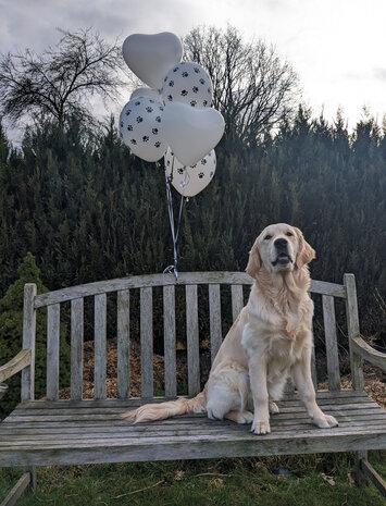 Ballonnen mix hartjes en pootjes, 6x