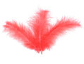 Decoratie veertjes, rood, 100x